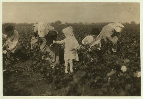 Black and white photograph of adults and small children bent over rows of cotton plants in a wide field.